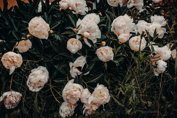 Maximisez la sécurité de votre maison avec un devis d'assurance