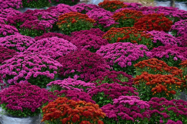 Les meilleures options de bolduc 7mmx500m pour embellir vos cadeaux