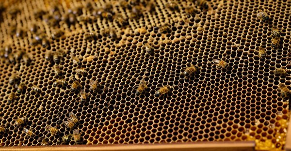 Boutique en ligne pour les passionnés d'apiculture : tout pour vos abeilles